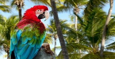 Punta cana