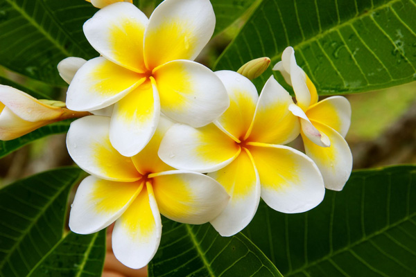 vol La Réunion