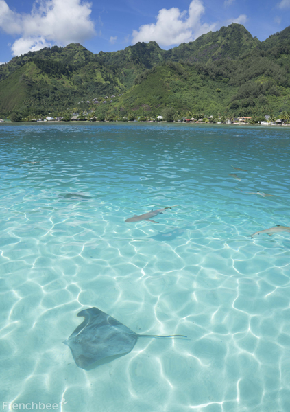 Quand partir à Tahiti