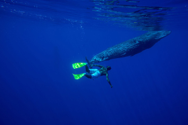 Baleine à La Réunion