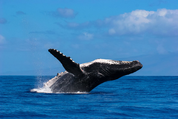 Baleine à La Réunion