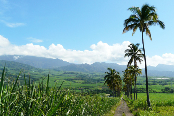 canne à sucre à La Réunion