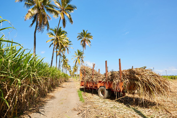 Rendements de la canne à sucre à La Réunion