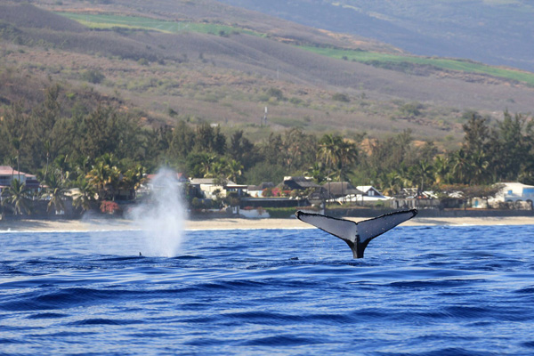Observation baleine à La Réunion