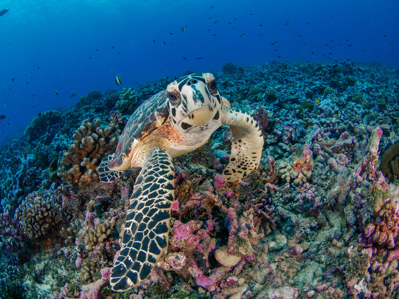 vol Rangiroa 