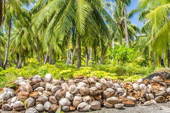 Côté terre Tahiti 