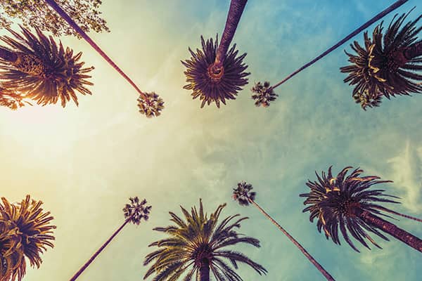 Los Angeles Palmiers