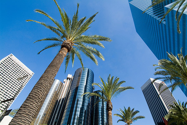 Los Angeles French bee