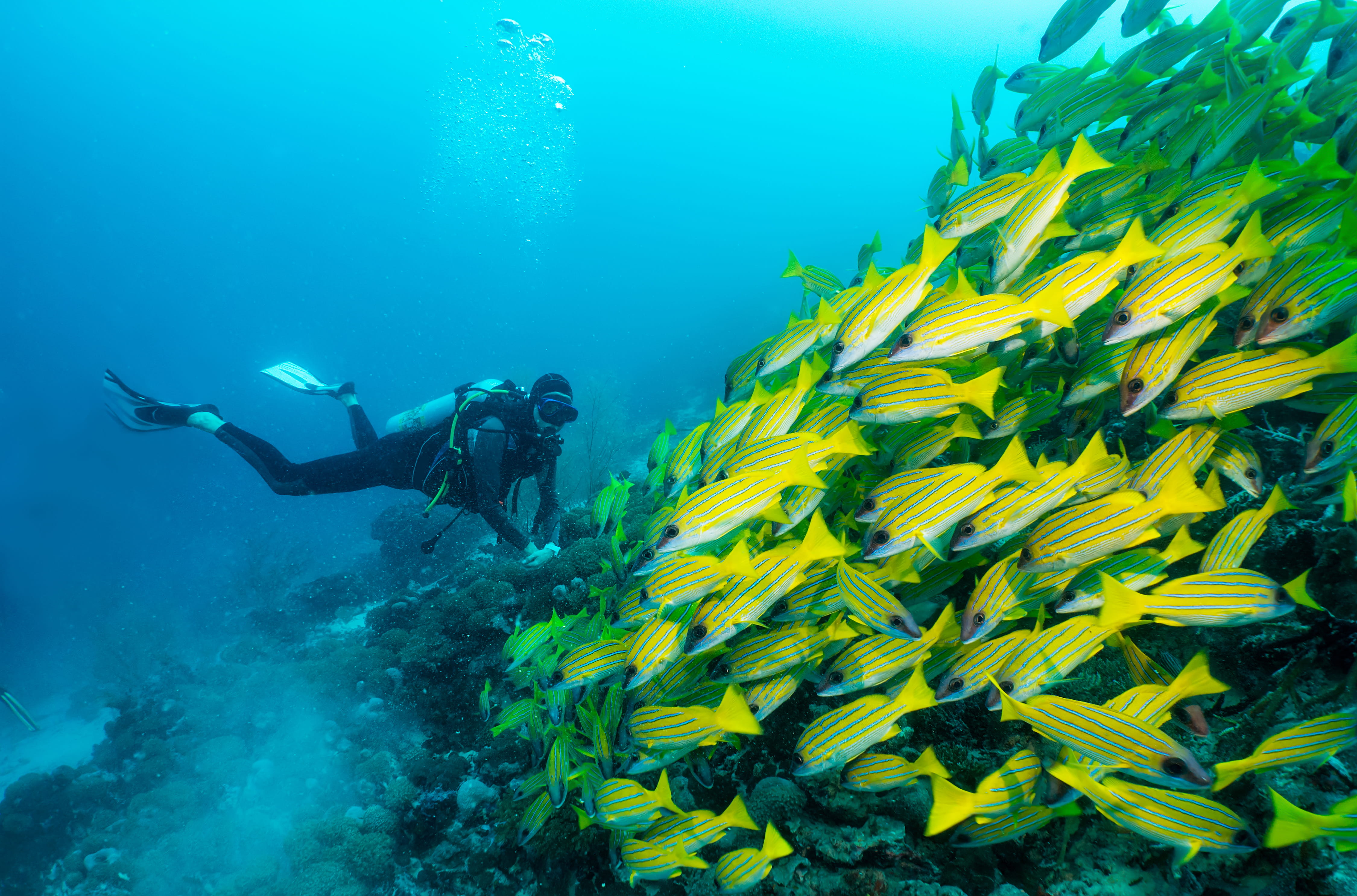 Biodiversité des Maldives