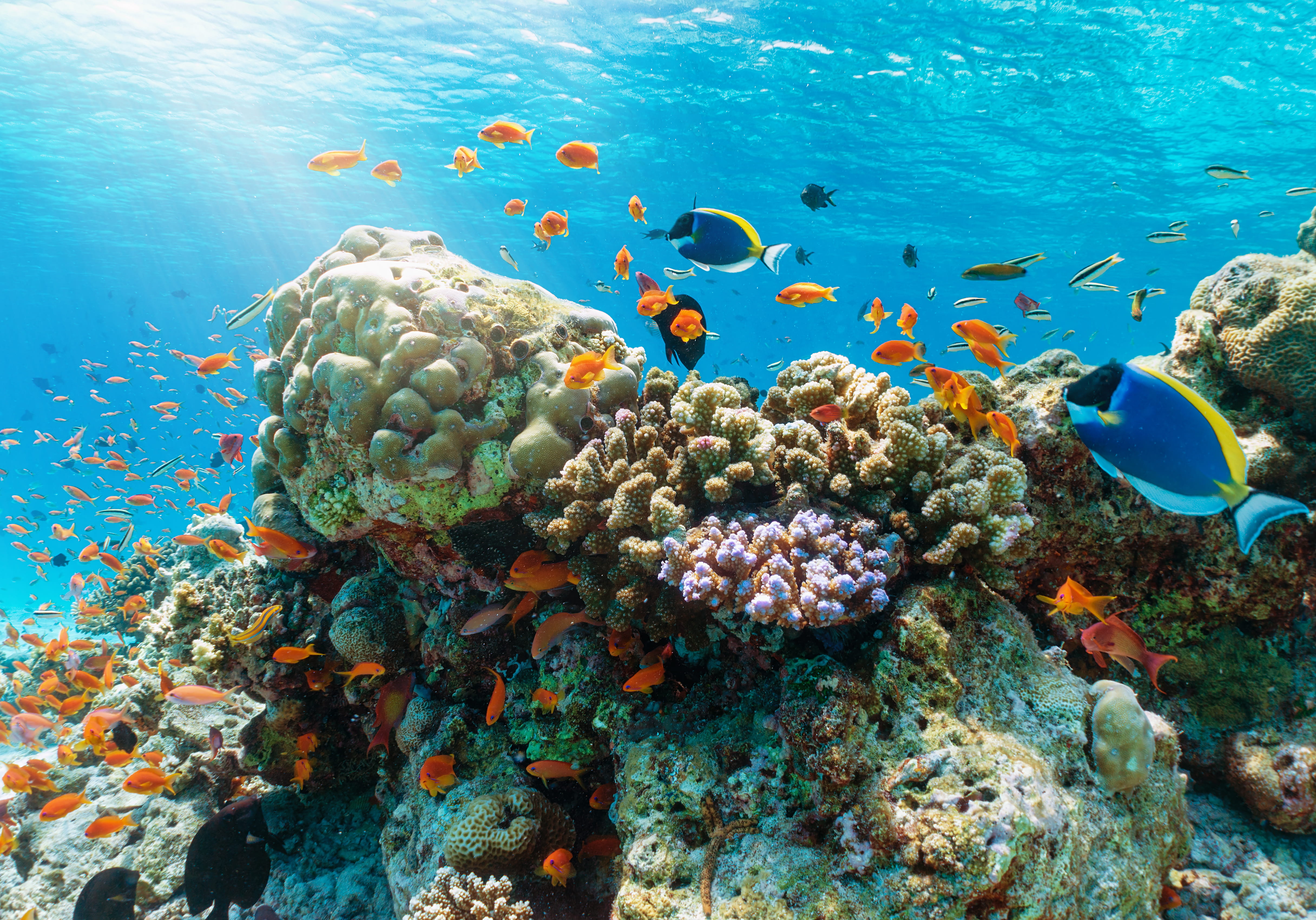 Snorkeling aux Maldives