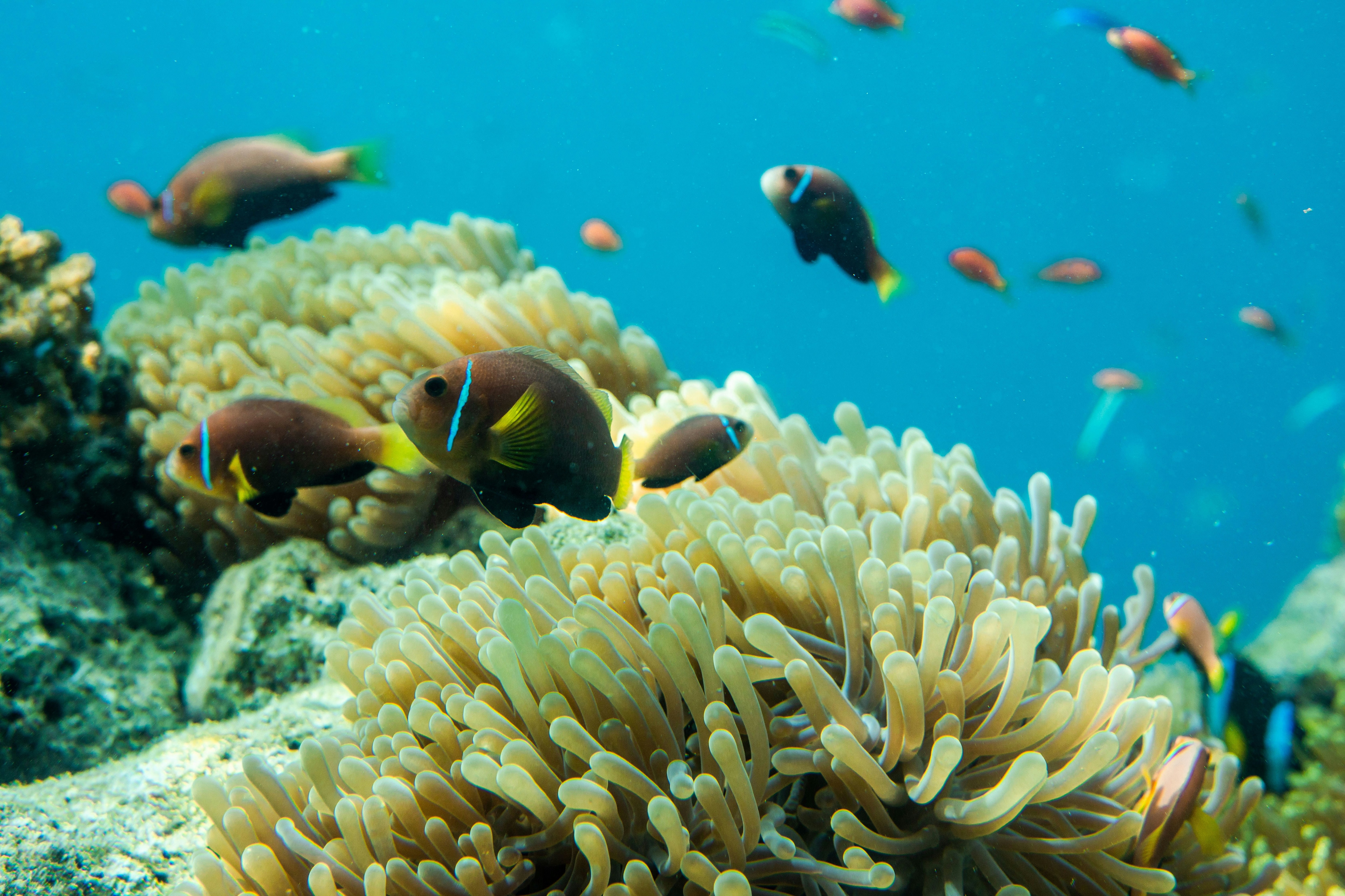 Snorkling Maldives : les lagons et coraux
