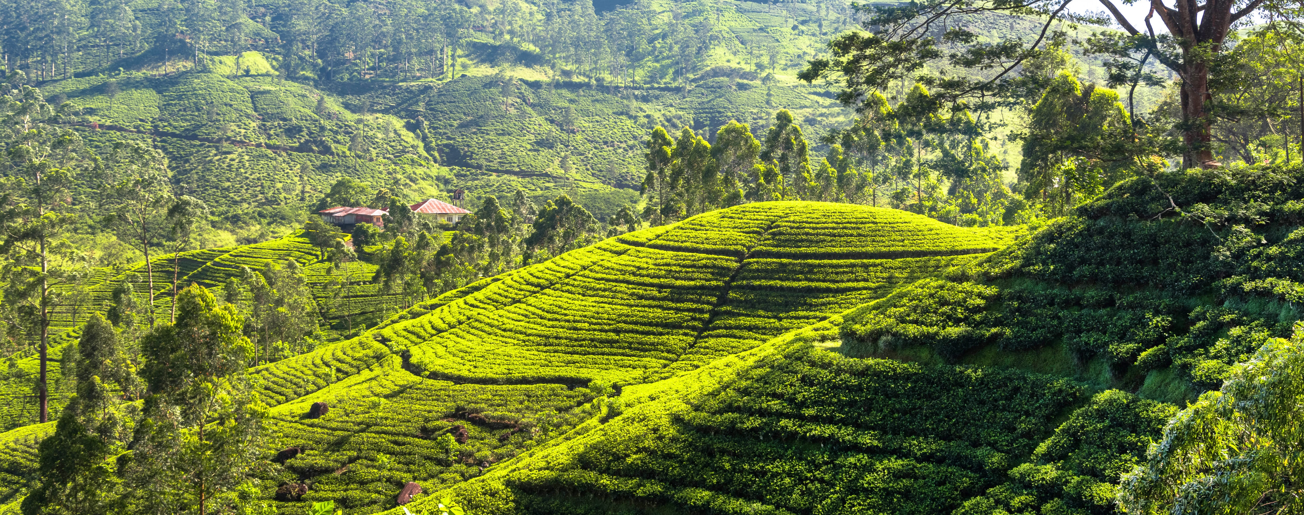 pleine montagne verte sri lanka culture