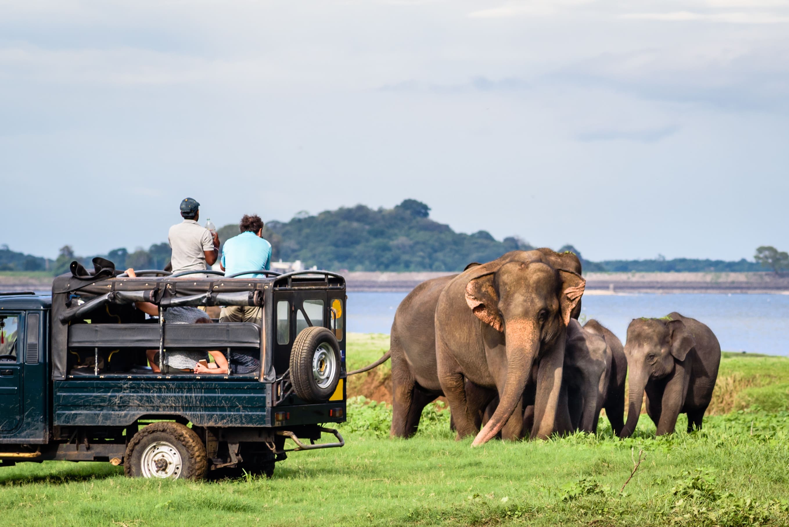 Safari elephant et voiture sri lanka