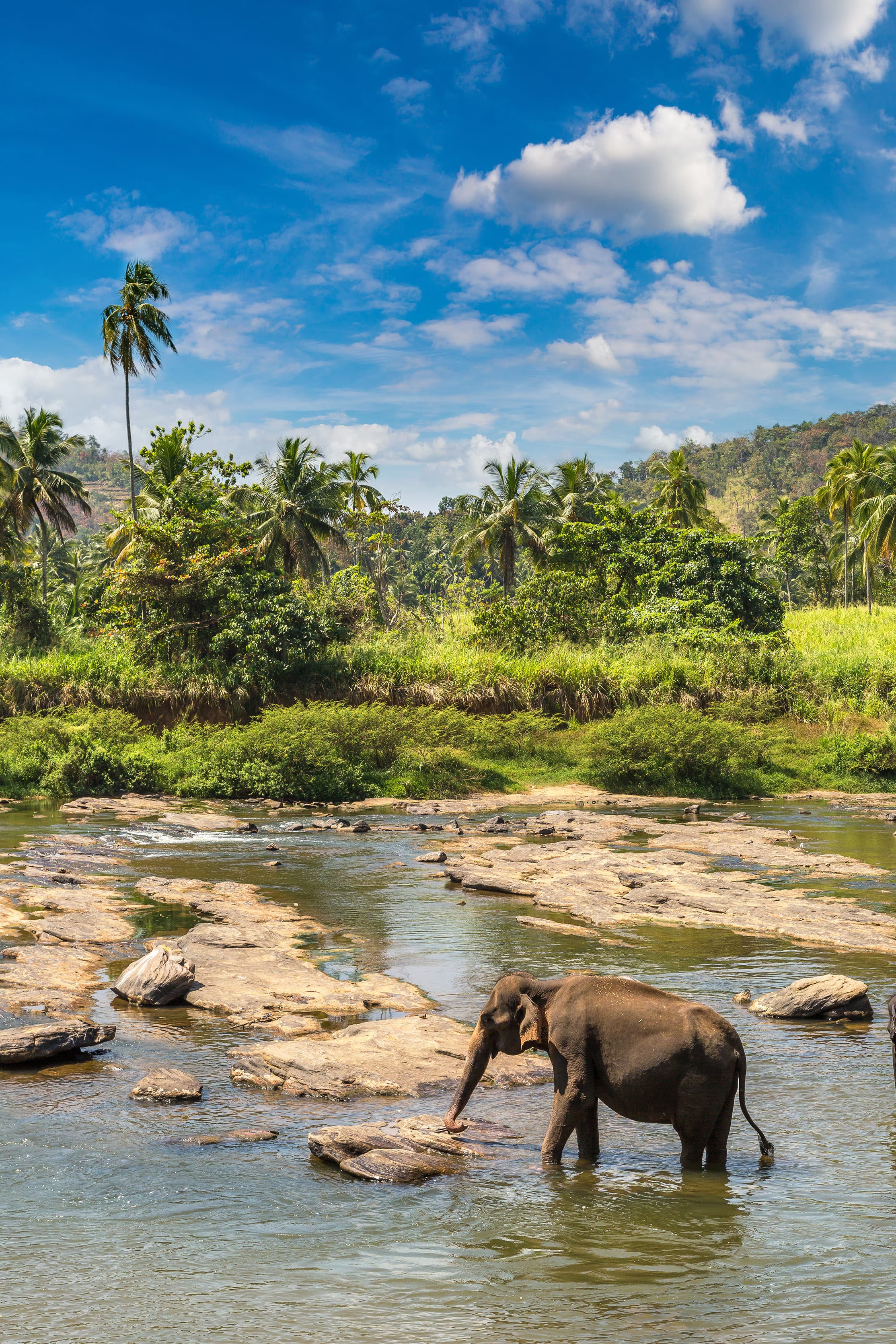 éléphant dans l'eau